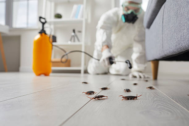 Trusted Cockroach Control service in Grand Saline, TX - Nex Pest Control